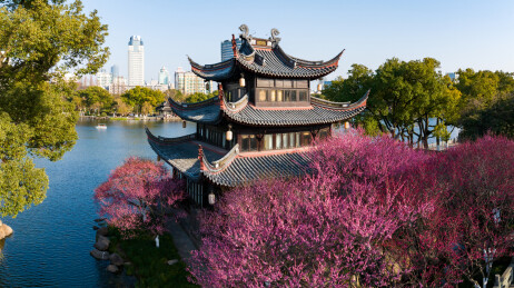 宁波月湖超然阁的梅花开了春天到了