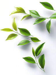 嫩绿叶片于白背景舒展