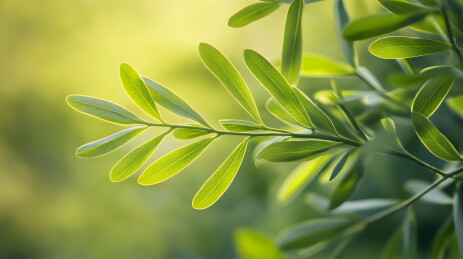 阳光下嫩绿舒展的植物叶片