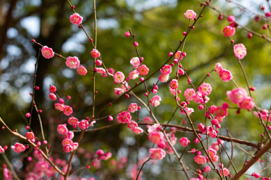 湖北襄阳万山梅园里的宫粉梅花