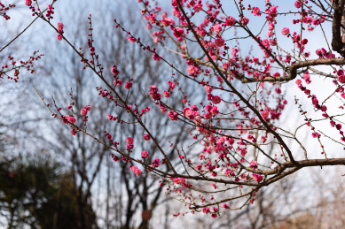 湖北襄阳万山梅园里的宫粉梅花
