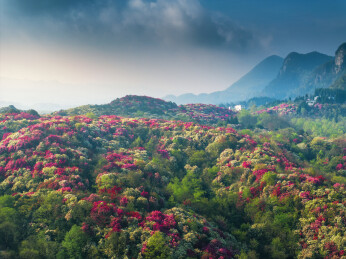 贵州毕节百里杜鹃景区