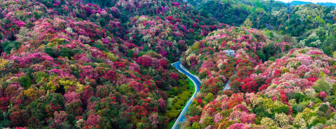 贵州毕节百里杜鹃景区