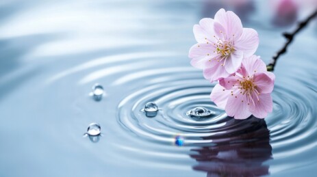 水面上的樱花