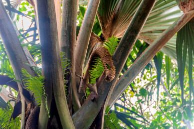 非洲海岛塞舌尔普拉兰岛五月谷风光