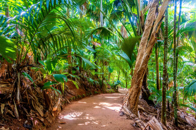 非洲海岛塞舌尔普拉兰岛五月谷风光