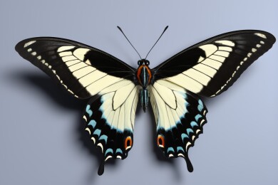 优雅的宽带弄蝶
蝶舞翩跹的艺术