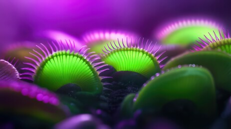 紫色背景中的捕蝇草