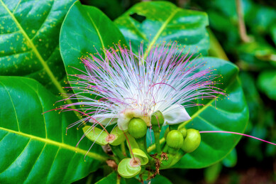 玉蕊科玉蕊属植物——滨玉蕊