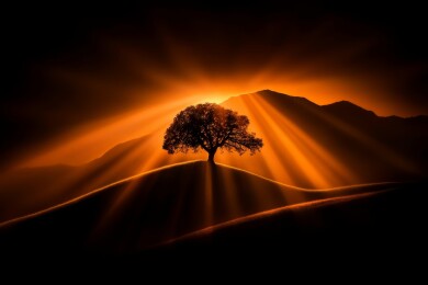 落日余晖下的孤树