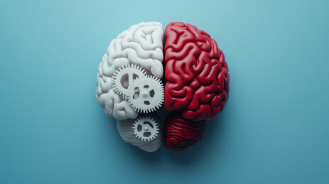 双色大脑模型图