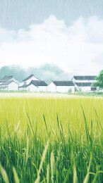 雨中稻田与错落的白屋