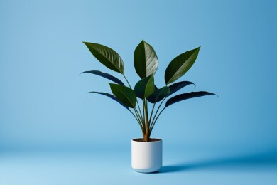 黑色背景一个绿色茎的红辣椒图片