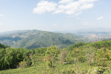 景迈山古茶林