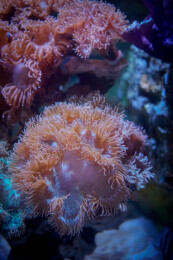 深圳小梅沙海洋世界水族箱公主海葵