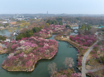 航拍扬州瘦西湖湖上梅林梅花盛开的盛景