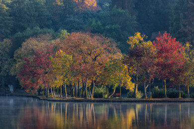 南京前湖的秋天日出晨雾