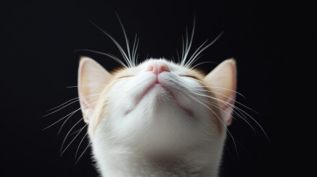 仰望天空的小猫