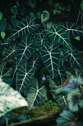 昆明植物园扶犁宫