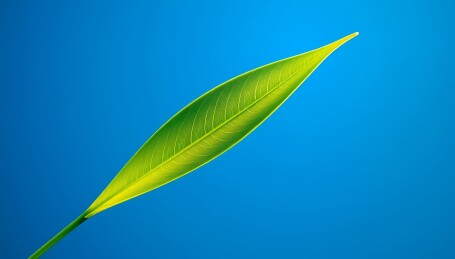 蓝天下的翠绿叶片