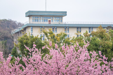 武汉大学盛开的早樱