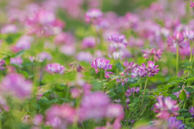 紫云英花朵春天紫红色鲜花盛开