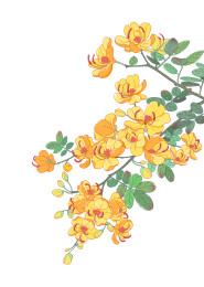 小清新双荚决明花