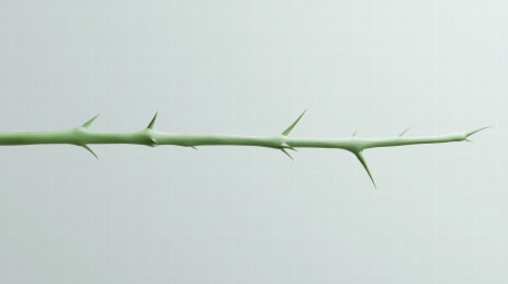 细长的绿色茎上的尖刺