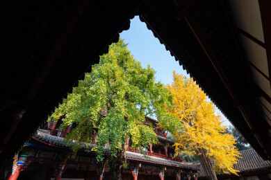 成都青羊宫的古建筑和金黄色的银杏