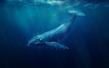 生活在海里的一头鲸鱼