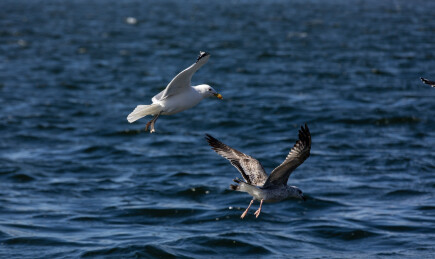 大海上自由飞翔的海鸥