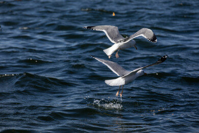 大海上自由飞翔的海鸥