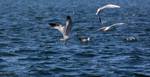 大海上自由飞翔的海鸥