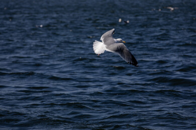 大海上自由飞翔的海鸥