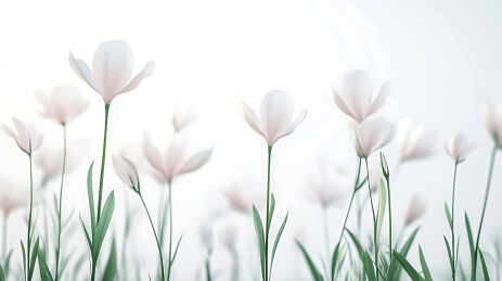 花海中的清新自然风光