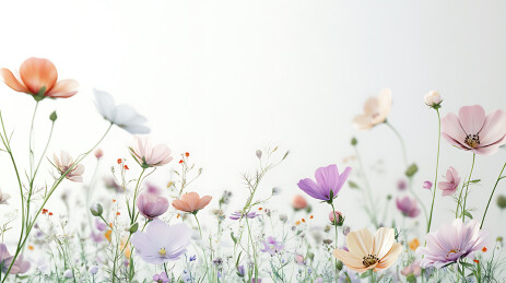 花海中的清新自然风光