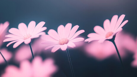 粉色小雏菊