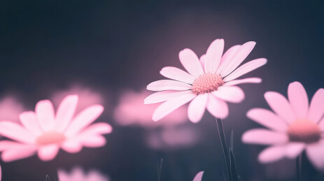 粉色小雏菊