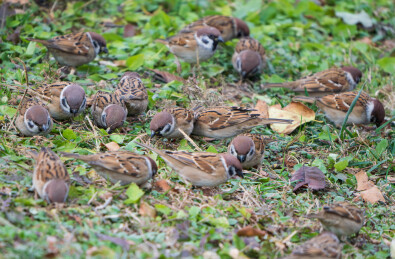 地上觅食的一群麻雀