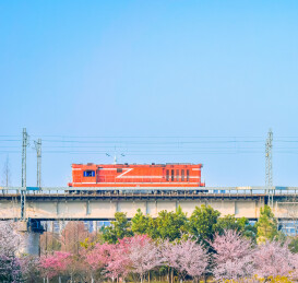 一列火车开过浙江宁波植物园3月早樱上方