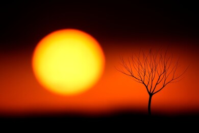 落日枯树剪影