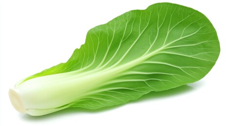 新鲜小白菜特写