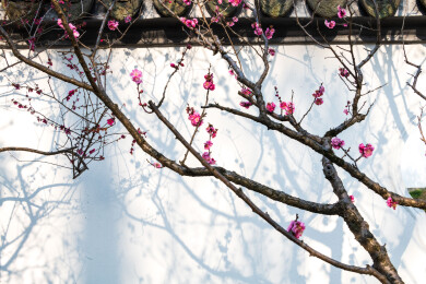 南京明孝陵红楼文艺苑梅花