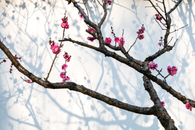 南京明孝陵红楼文艺苑梅花