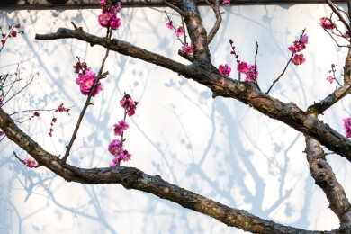 南京明孝陵红楼文艺苑梅花