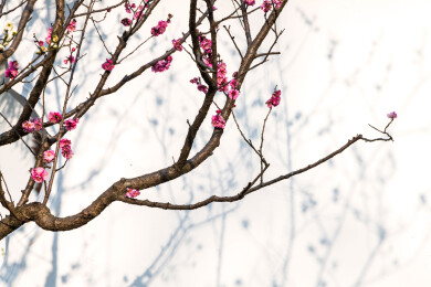 南京明孝陵红楼文艺苑梅花