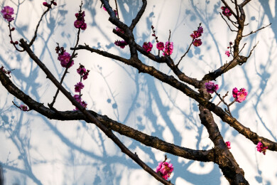 南京明孝陵红楼文艺苑梅花