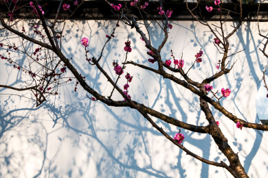 南京明孝陵红楼文艺苑梅花