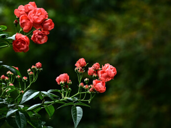 阳光下红色玫瑰花盛开