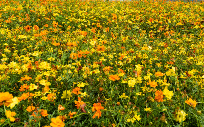格桑花绽放黄橙交织的花海景观图
